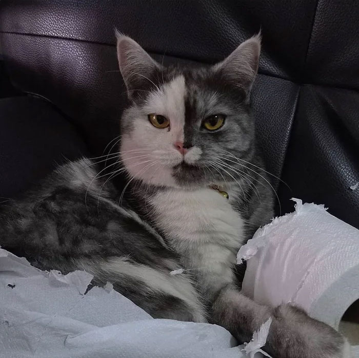 Кошка кажется нарисованной, но она настоящая и обожает туалетную бумагу
