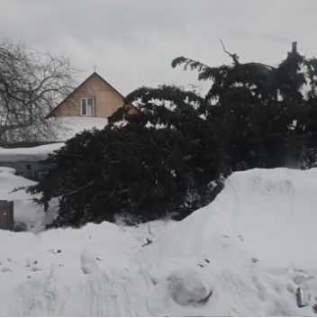 Чиновники в Кузбассе сначала срубили елку у жителя, а после Нового года выбросили ее обратно на его участок