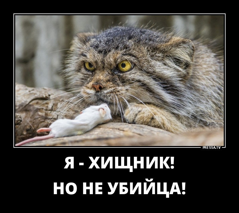 Новые позитивные демотиваторы о жизни Новые позитивные демотиваторы о жизни