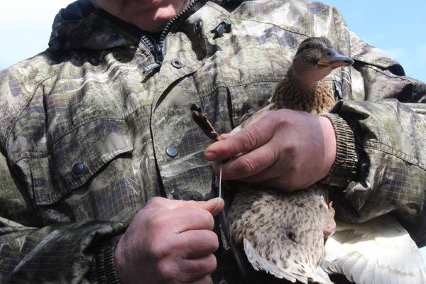 Сроки весенней охоты в 2018 году в Нижнем Новгороде изменены