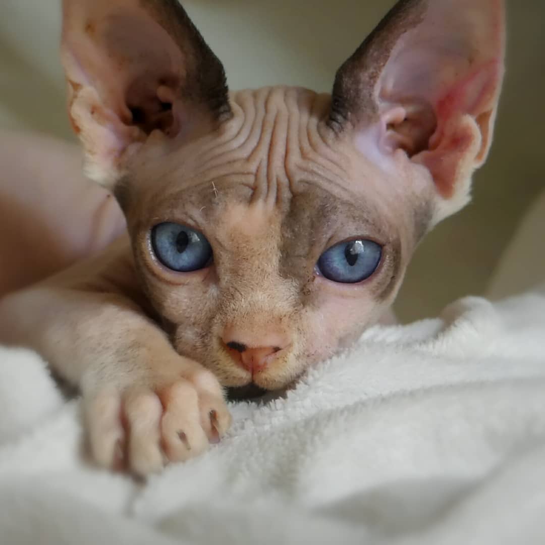 котята сфинксов котенок сфинкса
