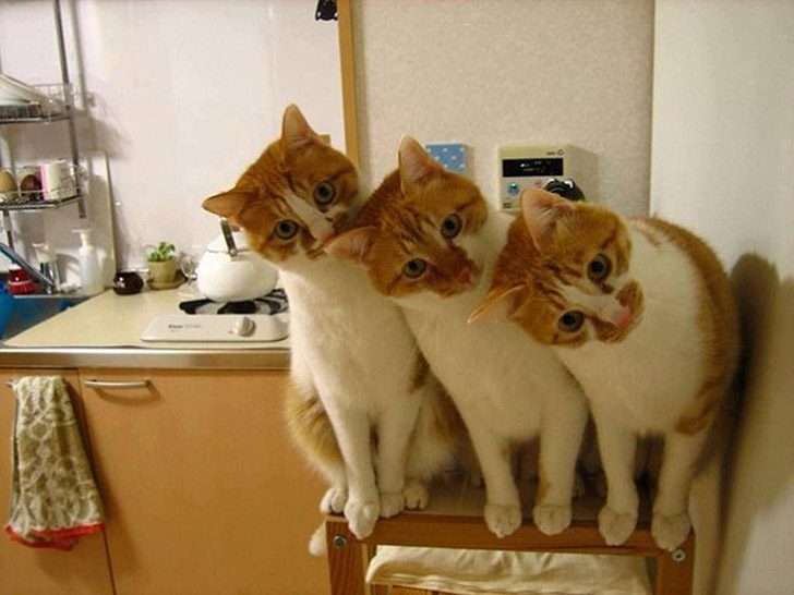 Синхронные коты Синхронные коты