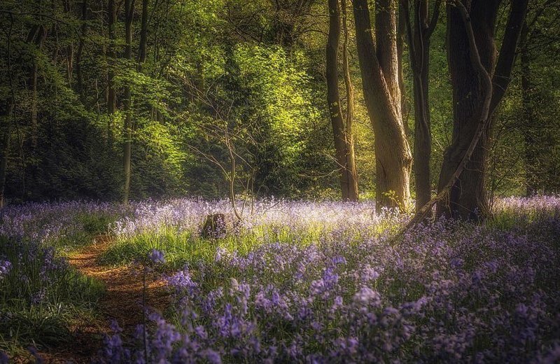 Весна в одном из лесов Уорикшира в объективе Криса Флетчера Landscape Photographer of the Year, конкурс, пейзаж, победитель, природа, фотография, фотомир
