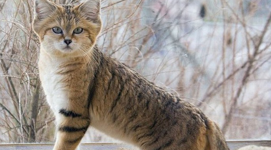 Потрясающие кошки, которые почти исчезли