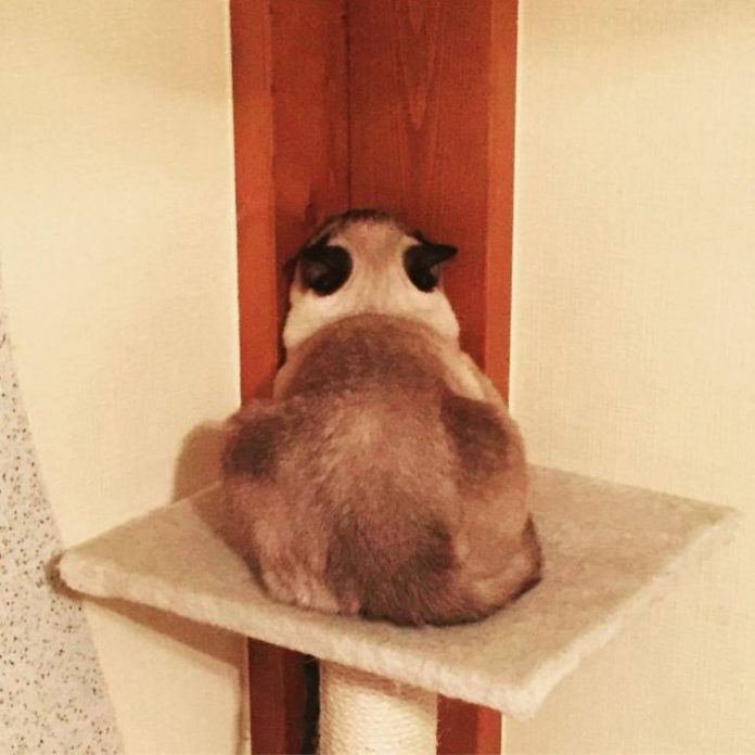 Кошка — ранимая душа, она тоже умеет обижаться…