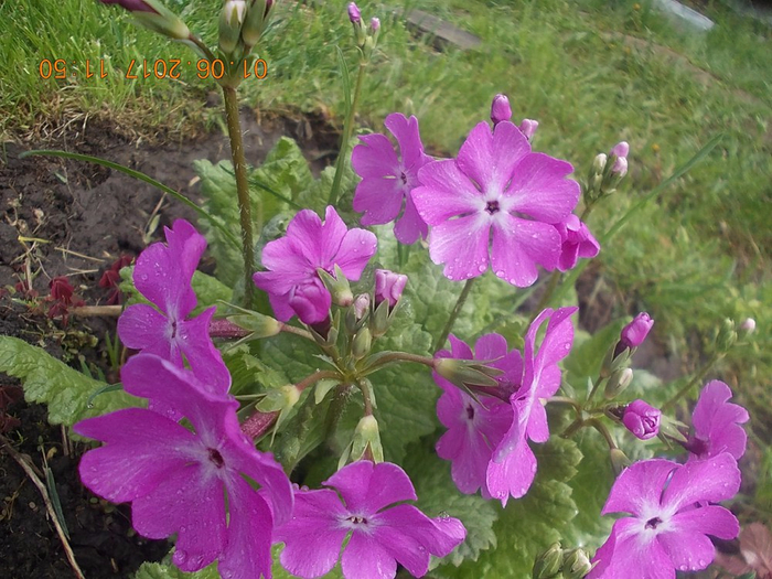 цветы_примула (700x525, 456Kb)