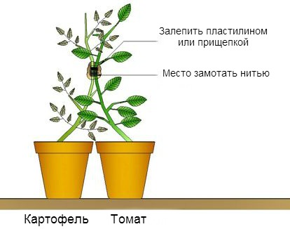Секрет помидорно-картофельного куста Секрет помидорно-картофельного куста