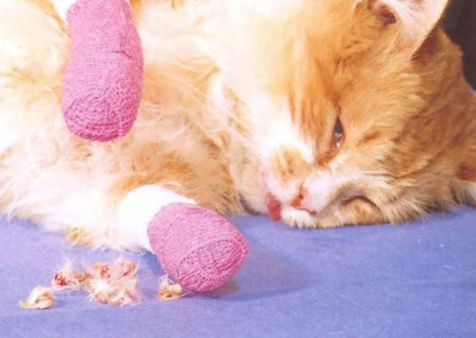 В Нью-Йорке могут запретить негуманную процедуру удаления когтей у котов