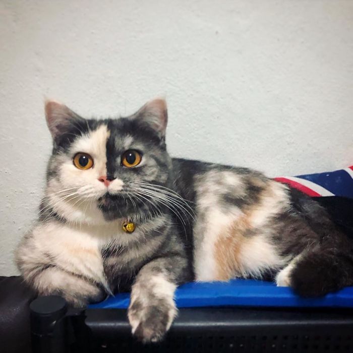 Кошка кажется нарисованной, но она настоящая и обожает туалетную бумагу