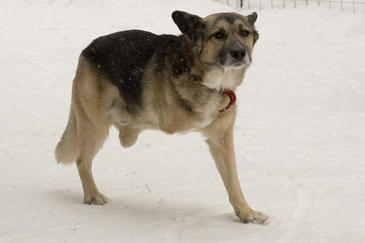 собаки