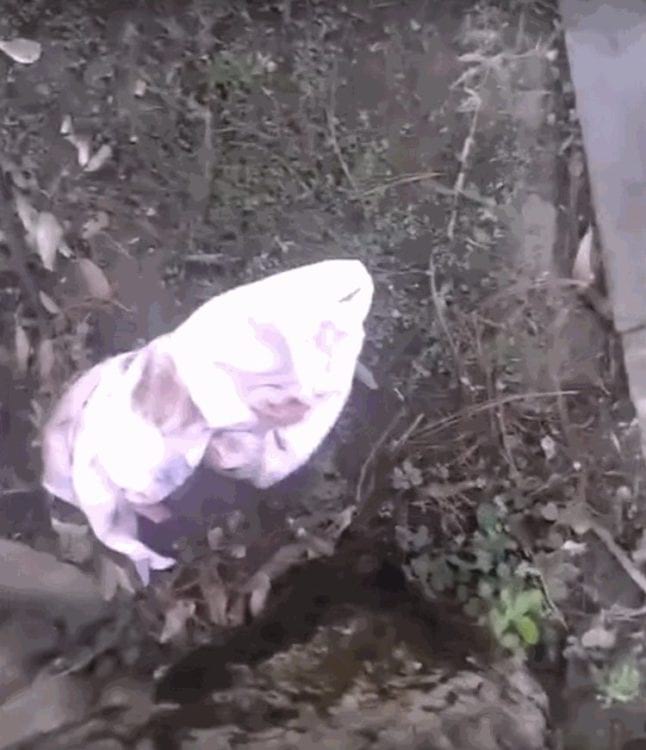 Прогуливаясь за городом возле озера, мужчина увидел кучу мусора. Его внимание привлёк пакет, в котором что-то двигалось и пищало... (видео)... Прогуливаясь за городом возле озера, мужчина увидел кучу мусора. Его внимание привлёк пакет, в котором что-то двигалось и пищало... (видео)...