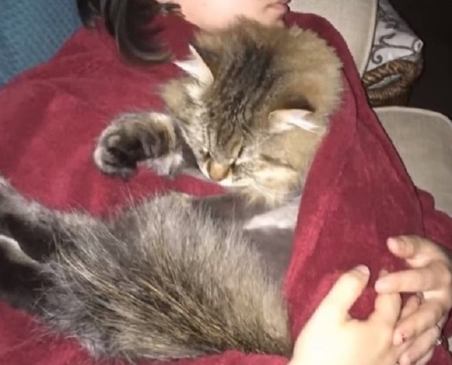 Кот и женщина Женщина и кот