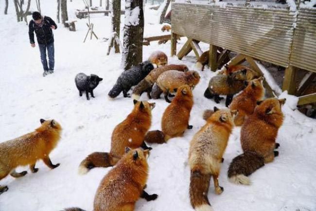 Zao Fox Village, заповедник Zao Fox Village, где можнл поиграть с лисицами, заповедник с лисицами, японский заповедник с лисицами