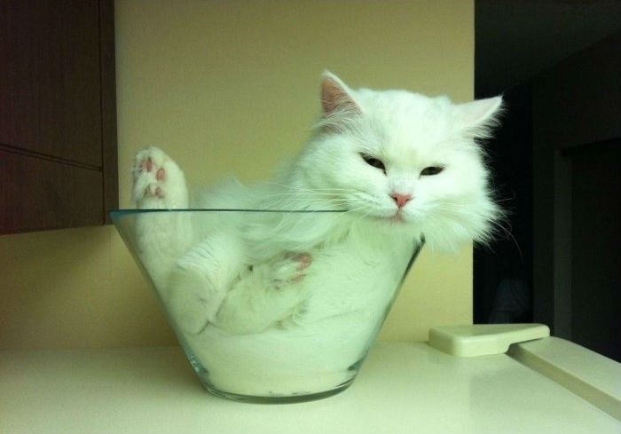 Милейшие котики принимающие любую форму Милое,коты,кошки, коробка,ёмкость.ваза