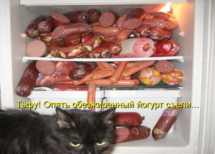 Позитив дня: КОТОПЯТНИЦА Позитив дня: КОТОПЯТНИЦА