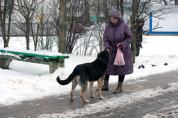 На трассе под Минском собака восьмой год ждет погибшего хозяина животные, минск, общество
