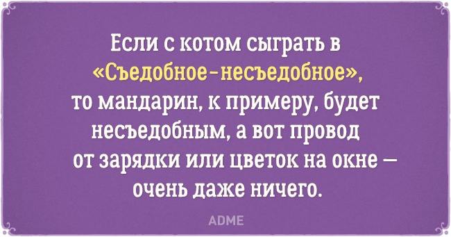 20 открыток о нелегкой жизни котов и их владельцев