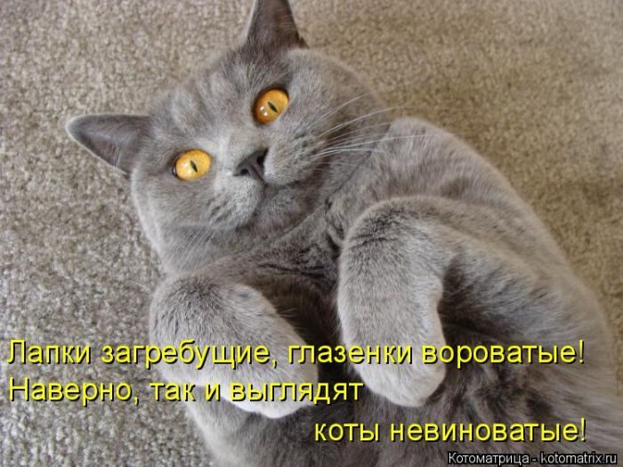 Лучшие котоматрицы недели