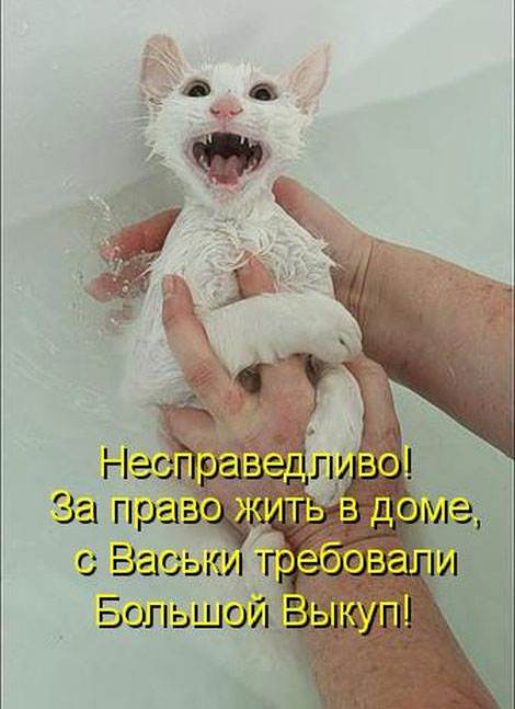 Позитив дня: КОТОПЯТНИЦА Позитив дня: КОТОПЯТНИЦА
