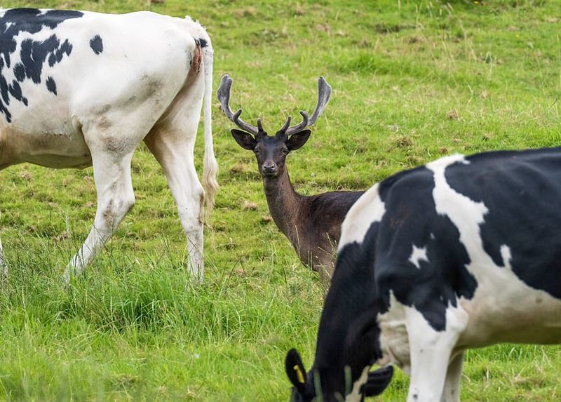 В Англии оленя «усыновило» стадо коров