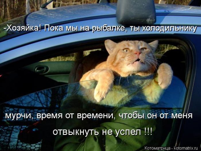 Лучшие котоматрицы за неделю