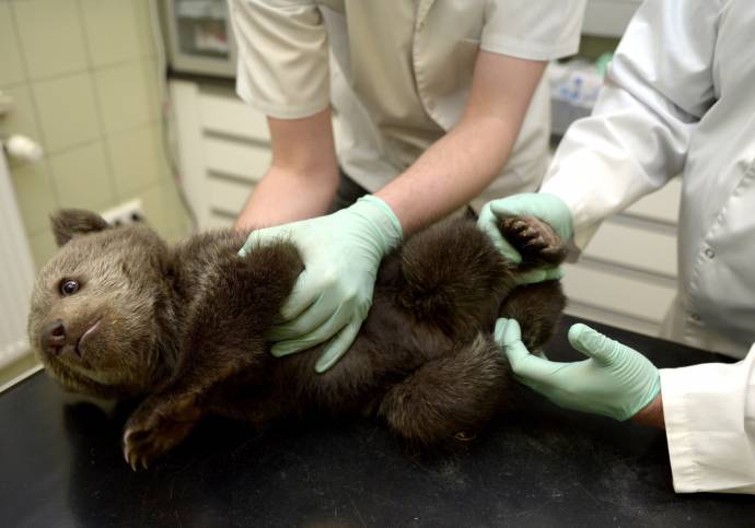 В Польше спасают найденного маленького медвежонка