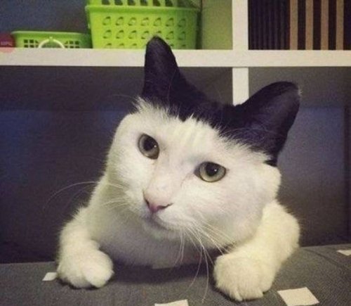 Ох уж эти кошки:) (25 фото) Ох уж эти кошки:) (25 фото)
