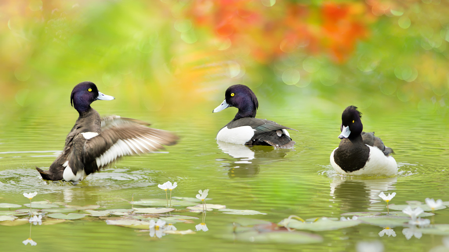 ～ Tufted Duck ～, автор — FuYi Chen на 500px.com