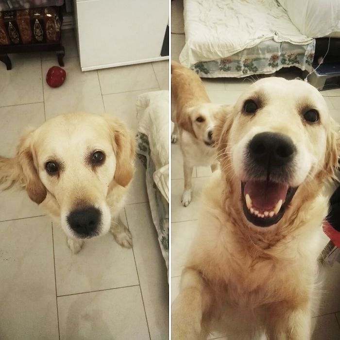 питомцы до и после того как их похвалили, когда сказал собаке хороший мальчик
