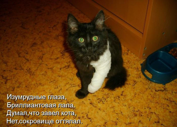 Позитив дня: КОТОПЯТНИЦА Позитив дня: КОТОПЯТНИЦА