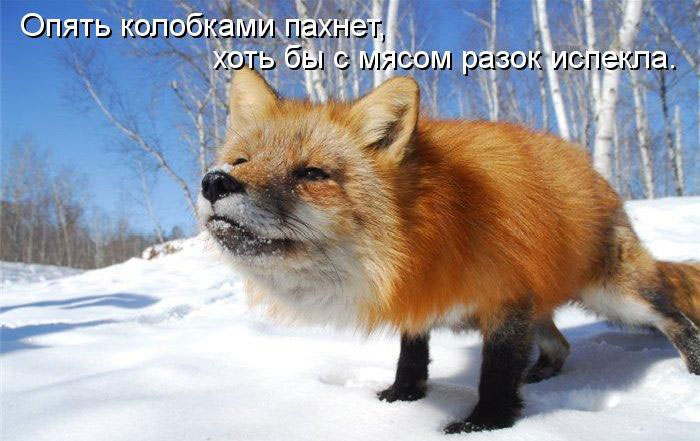 Позитив дня: КОТОПЯТНИЦА Позитив дня: КОТОПЯТНИЦА