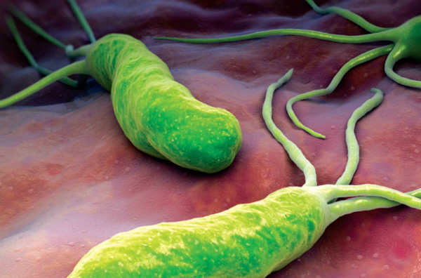 Helicobacter-Pylori-Bacteria