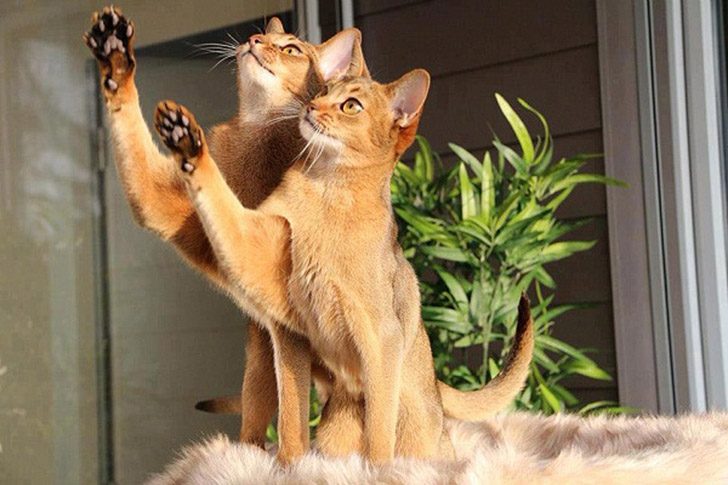 Синхронные коты Синхронные коты
