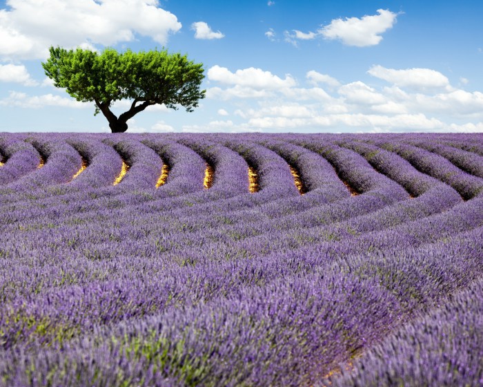 lavanda-foto-08-e1419759489880 (700x560, 145Kb)