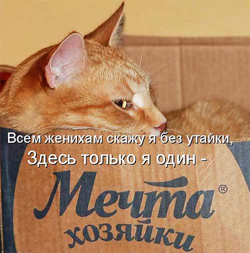 я один мечта хозяйки