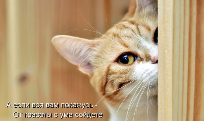 Позитив дня: КОТОПЯТНИЦА Позитив дня: КОТОПЯТНИЦА