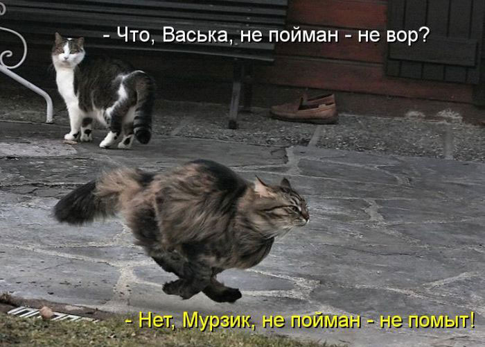 Позитив дня: КОТОПЯТНИЦА Позитив дня: КОТОПЯТНИЦА