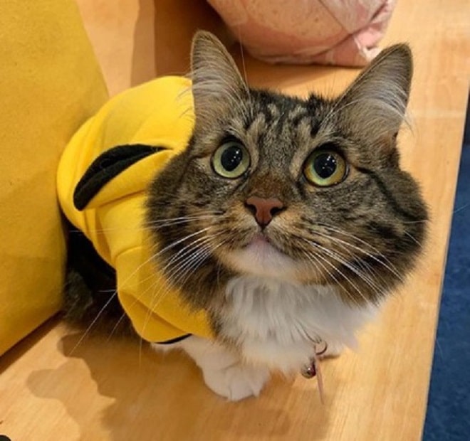 Одетая кошка Злая кошка