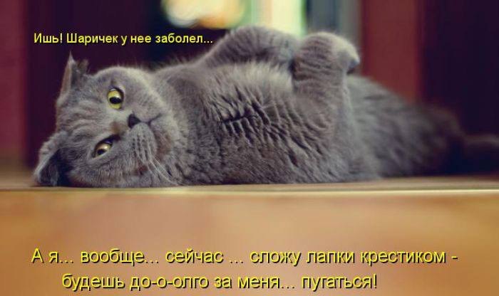 Позитив дня: КОТОПЯТНИЦА Позитив дня: КОТОПЯТНИЦА