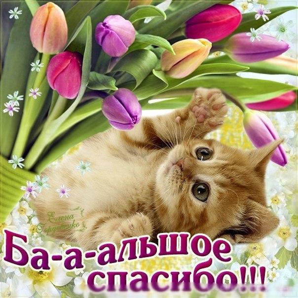Бесплатные открытки со спасибо