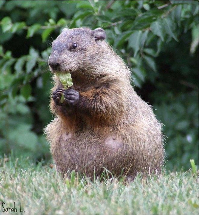 Беременность — она такая: самые очаровательные животные Беременность — она такая: самые очаровательные животные
