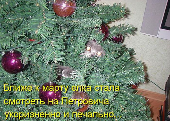 Позитив дня: КОТОПЯТНИЦА Позитив дня: КОТОПЯТНИЦА