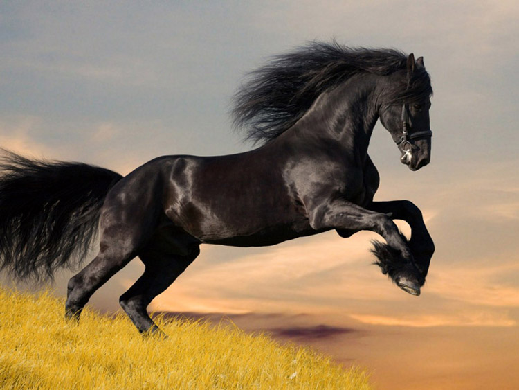 фризская лошадь Источник фото: wallpapersup.net Самый красивый конь в мире