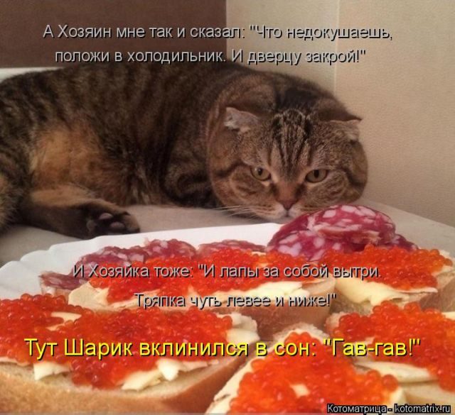 Смешные котоматрицы)) Смешные котоматрицы))
