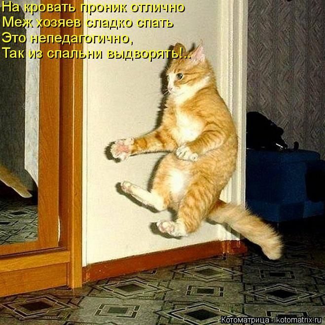 Смешные котоматрицы)) Смешные котоматрицы))
