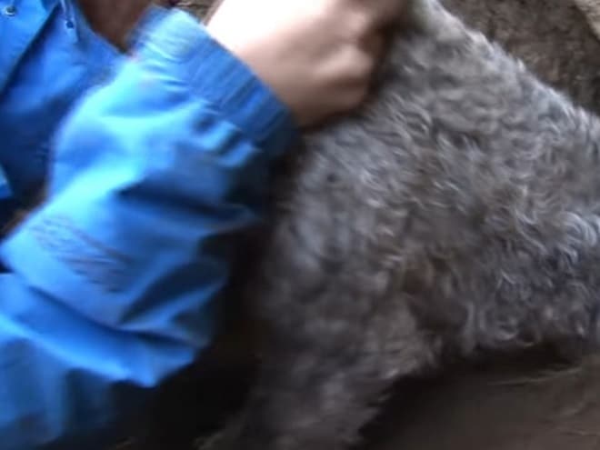 Рука и собака Рука и шерсть