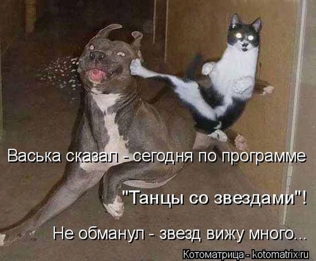 Смешные котоматрицы)) Смешные котоматрицы))