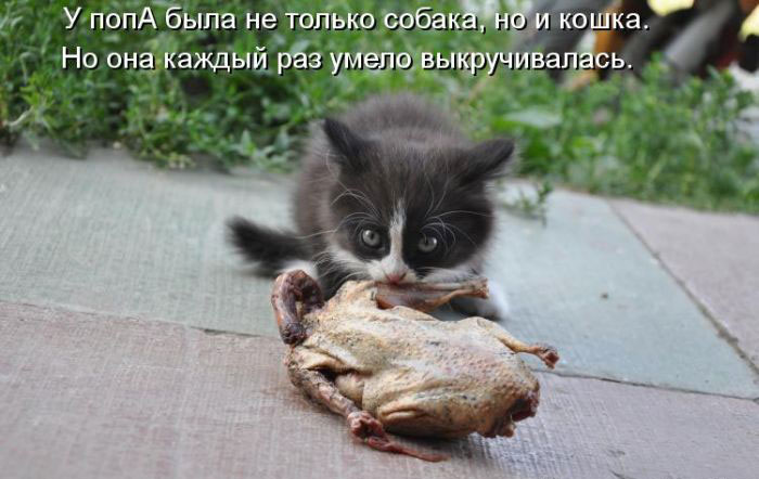 Позитив дня: КОТОПЯТНИЦА Позитив дня: КОТОПЯТНИЦА