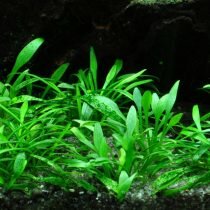 Криптокорина парва (Cryptocoryne parva). © tropica  📷
