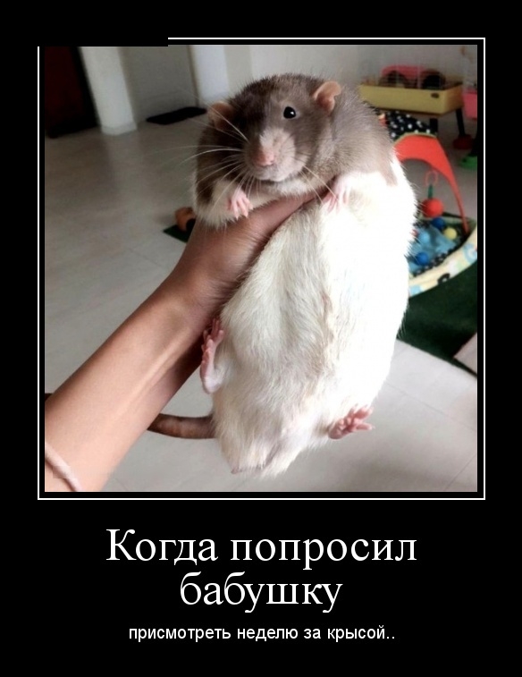 Демотиваторы Демотиваторы